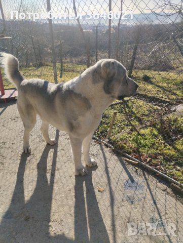 Сао Алабай за разплод., снимка 8 - Средноазиатска овчарка - 44307762