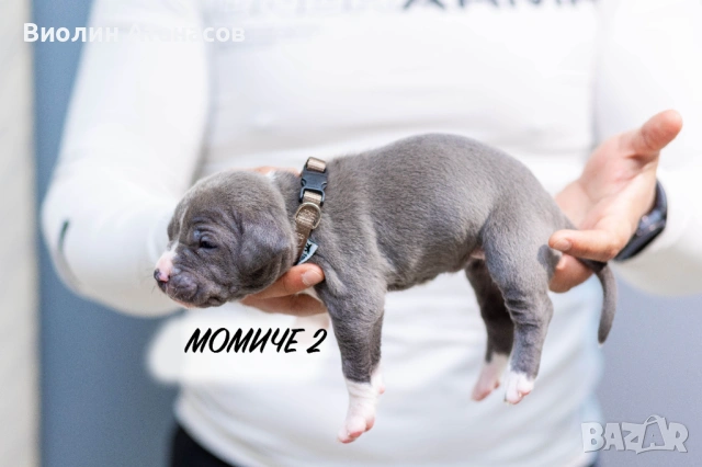 Продават се кученца Питбул Bluenose, снимка 4 - Питбул - 54348441