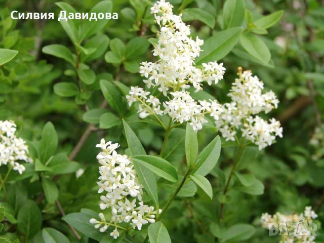 0.70 Лигуструм на корен, снимка 6 - Градински цветя и растения - 51968752