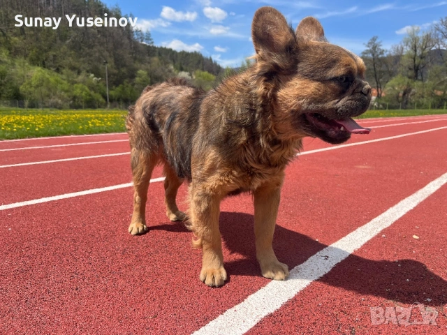 Мъжки френски булдог за разплод, снимка 6 - Френски булдог - 54304209