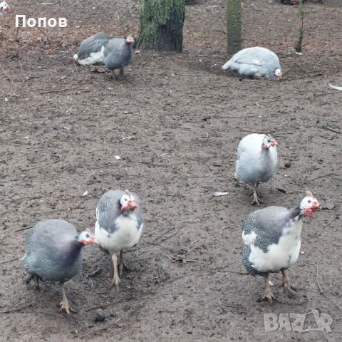 Продавам токачки