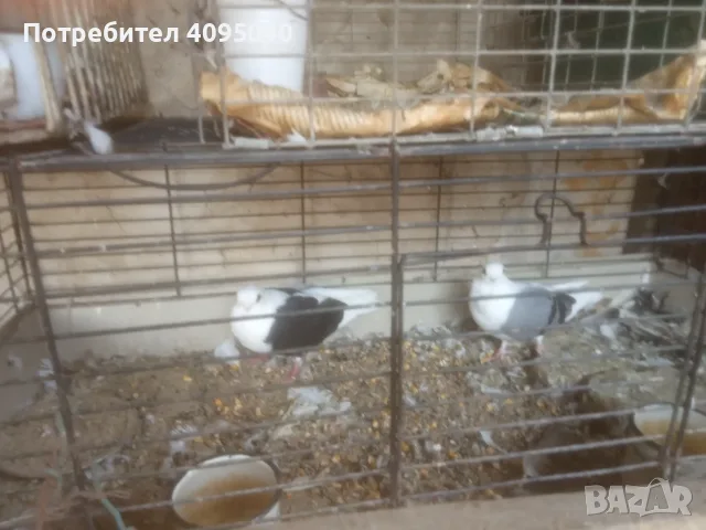 Продавам гълъби, снимка 13 - Гълъби - 51379486