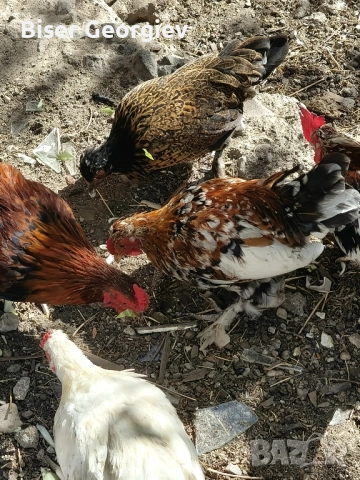 джинки различни цветове млади мъжки и женски , снимка 11 - За птици - 51853244