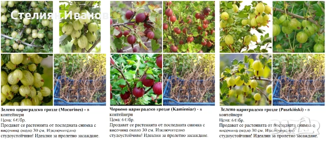 ПЛОДНИ ХРАСТИ В КОНТЕЙНЕРИ, снимка 2 - Градински цветя и растения - 53447504