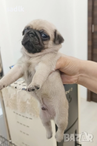 ЕЛИТНИ МОПСЧЕТА 