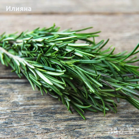 Самардала,Коприва,Лапад,Глог,Шипка,Песто от Коприва,Манголд,Розмарин, снимка 8 - Сортови семена и луковици - 44686395