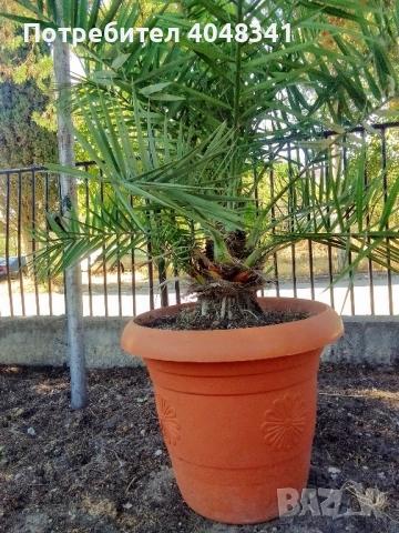 Големи Финикови палми , снимка 4 - Градински цветя и растения - 52533347