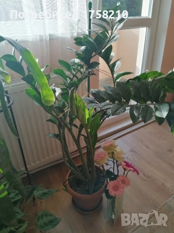 Цвете Замиокулкас, снимка 4 - Стайни растения - 50762595