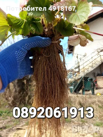 Продавам разсад ягоди, снимка 4 - Разсади - 56254303