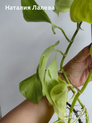 Епипремнум, Epipremnum aureum Champs-Élysées, снимка 3 - Стайни растения - 56304750
