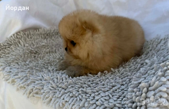 померани момчета, снимка 5 - Померан - 54303264