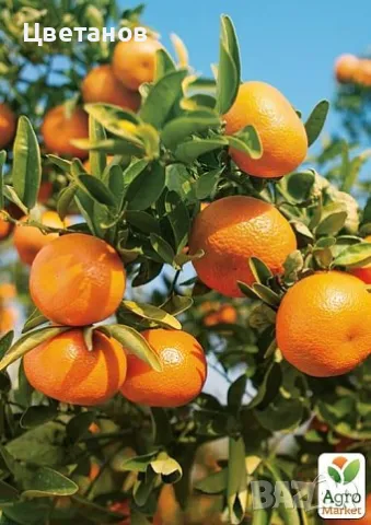 Мандарина Клементина, снимка 2 - Стайни растения - 49672942