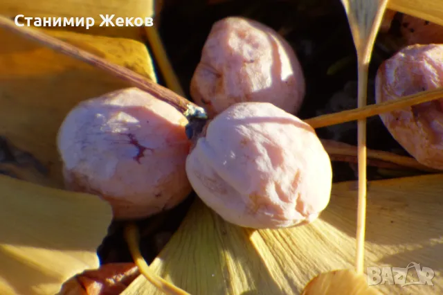 Гинко билоба, снимка 4 - Сортови семена и луковици - 48004432