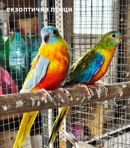 Продавам Двойка Неофеми