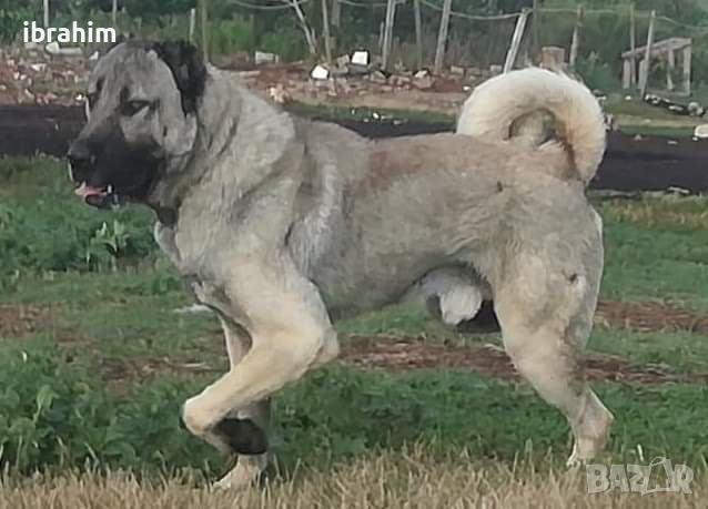 Кангал: Продава кучета порода кангал - Обяви на ХИТ цени — Bazar.bg