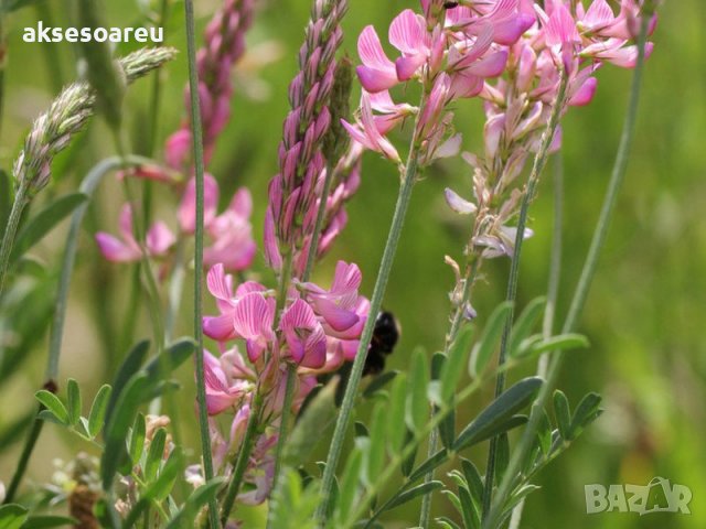 Семена от Еспарзета – медоносно растение за пчелите разсад семена пчеларски растения силно медоносно, снимка 14 - Сортови семена и луковици - 37710752