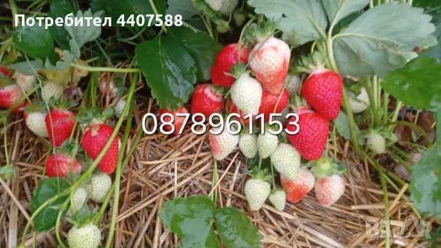 Разсад ягоди целогодишни , снимка 2 - Разсади - 49884414