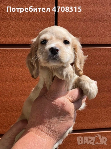 Кокер шпаньол английски момче, снимка 6 - Кокер шпаньол - 54352778