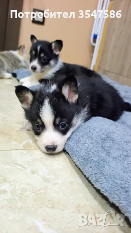 Трицветни кученца Уелско корги пембрук – приемат се резервации, снимка 10 - Други - 53220591
