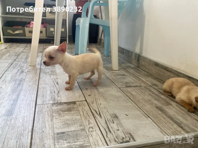 чихуахуа , снимка 5 - Чихуахуа - 50704214