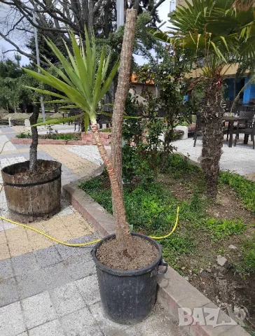 Продавам палма Юка / Yucca, 25 годишна, 1.7 м. височина, снимка 2 - Стайни растения - 40901353