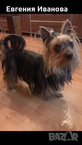 Йоркширски териер си търси приятелка, снимка 2 - Търси партньор - 35108985