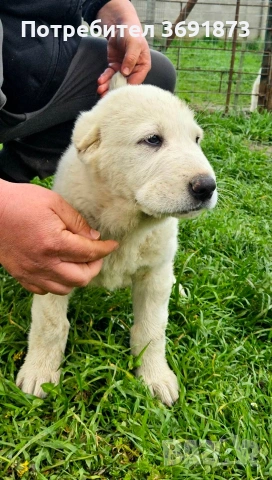 алабайчета , снимка 3 - Алабай - 54165108