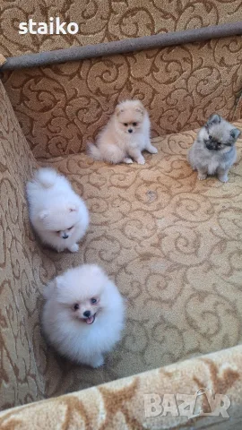 3 момичета и едно момче, снимка 4 - Померан - 55999685