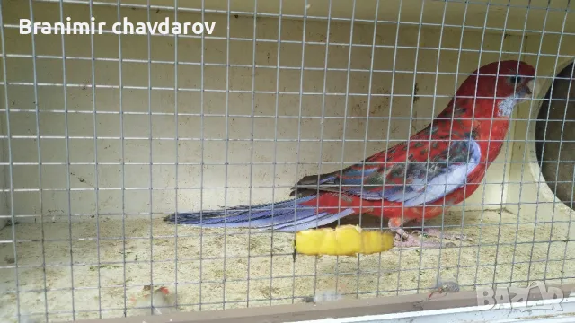 продавам папагали , снимка 6 - Папагали - 48108452
