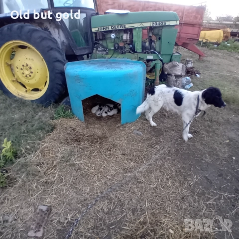 Каракачанки ( БОК) , снимка 2 - Каракачанска овчарка - 52183316