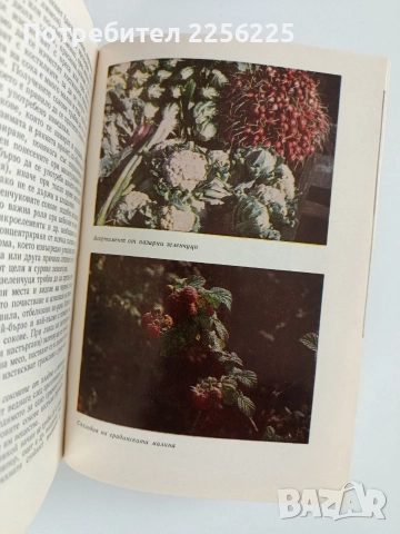 Плодовете и зеленчуците - Храна и лечебно средство, снимка 4 - Специализирана литература - 52748590