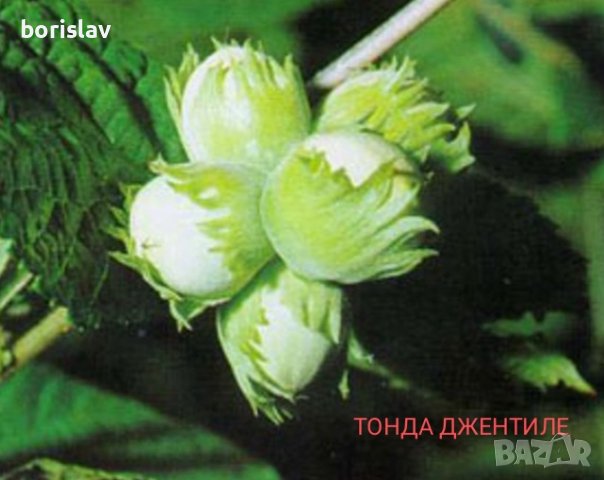 Лешници - Тонда джентиле, Ран трапезундски, Римски и Тонда ди джифони, снимка 4 - Разсади - 42337007