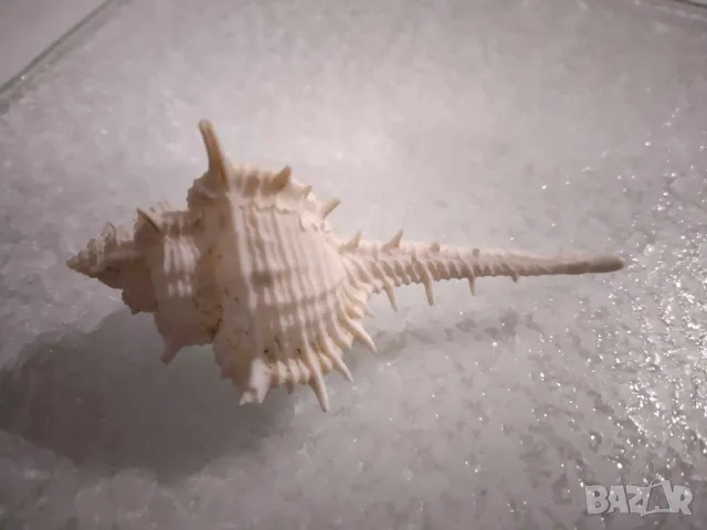 раковина от Индийския океан, снимка 1
