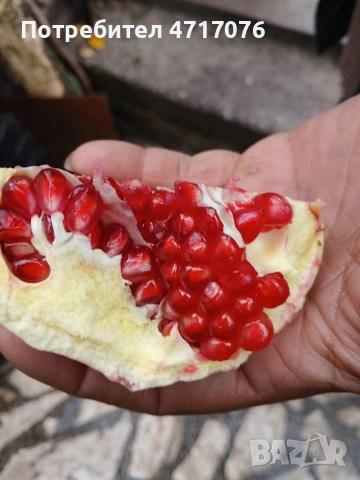 дръвчета нар сорт ундърфул , снимка 3 - Разсади - 53201994