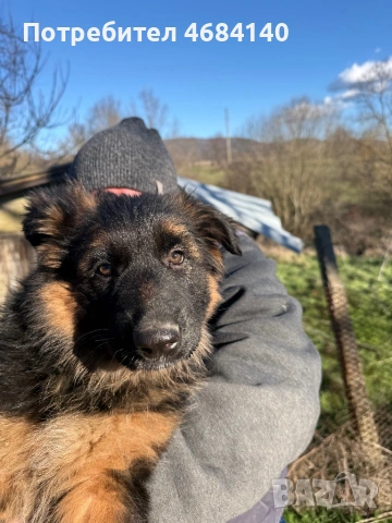 Немска овчарка с дълъг косъм с родословие , снимка 17 - Немска овчарка - 52807212