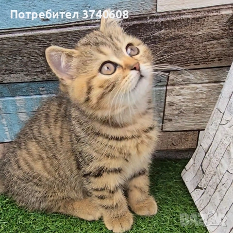 Британски котета. , снимка 4 - Британска късокосместа - 53879130