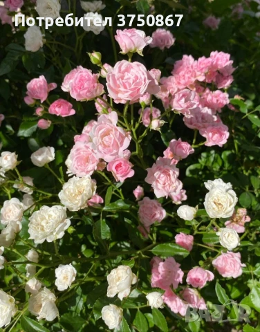 🌹 Нискостъблени рози – красота през цялото лято, снимка 5 - Градински цветя и растения - 51029261