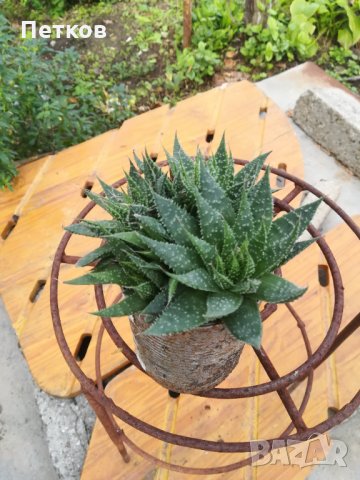 Цвете вид сокуленти