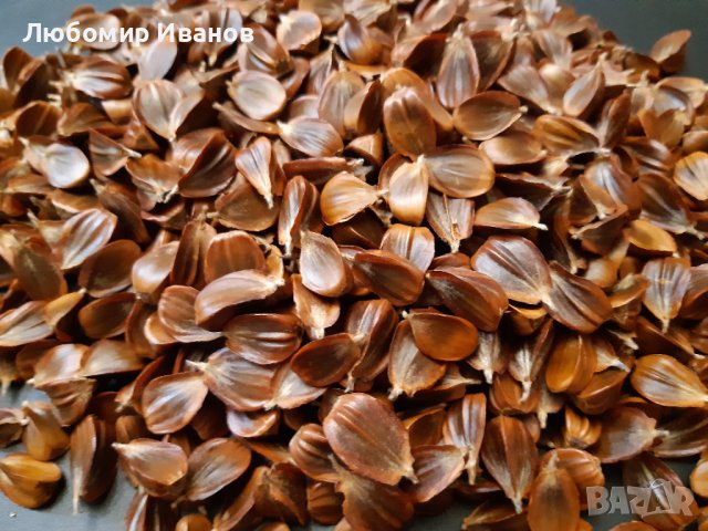 Семена от широколистни видове - Дъб Скоруша Бук Габър Еводия Албиция Пекан Лимон Глог Рожков, снимка 17 - Сортови семена и луковици - 27354748