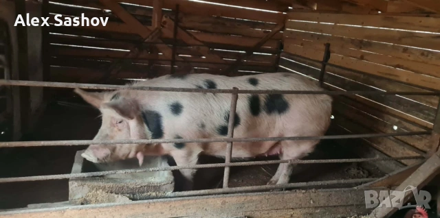 Свиня майка , снимка 4 - Прасета - 53124090