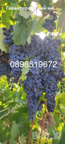 Продавам грозде Мерло - 26 захарност