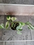 Продавам различни цветя, снимка 3