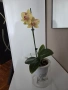 Фаленопсиси орхидеи в самополивни саксии , снимка 6