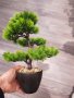 Бонсай , Бонзай, снимка 5