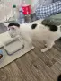 Братче и сестриче търсят любящ дом!, снимка 12