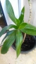 Драцена Dracaena angustifolia!, снимка 3