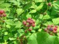 Дива малина - Rubus idaeus, снимка 2