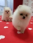 Померан померанчета свободни Гр. София, снимка 2