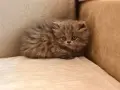 Персийски котенца, снимка 8