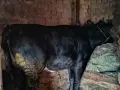 женско теле 11 месеца , снимка 4